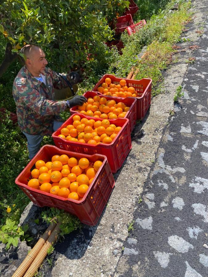 מסקלי Agriturismo Le Case Di Civi מראה חיצוני תמונה