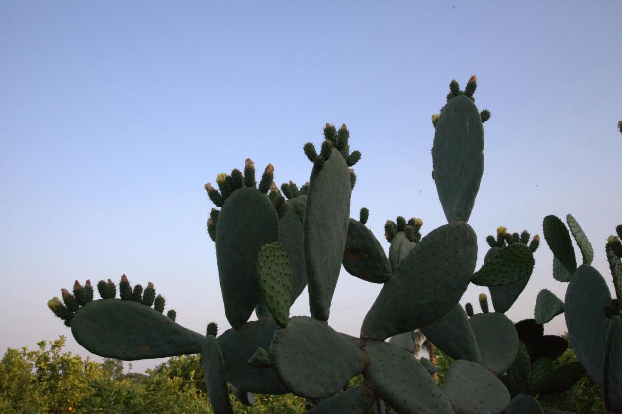 מסקלי Agriturismo Le Case Di Civi מראה חיצוני תמונה